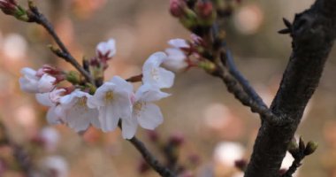 Tokyo closeup parkta Kiraz çiçeği