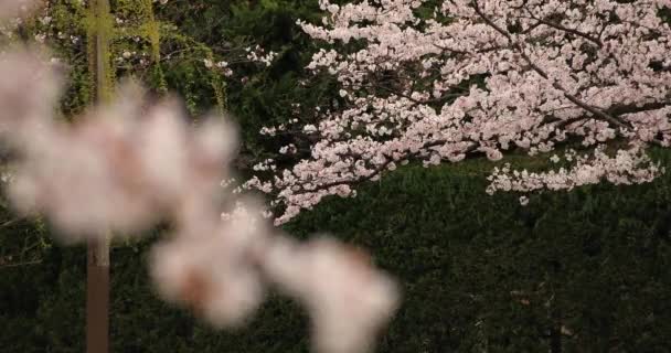 Fiore di ciliegio al parco vicino al fiume di giorno nuvoloso lungo colpo — Video Stock