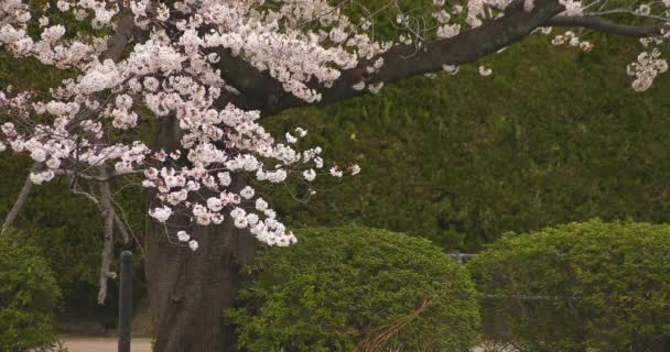 Flor de cerejeira no parque perto do rio longo tiro nublado diurno — Vídeo de Stock