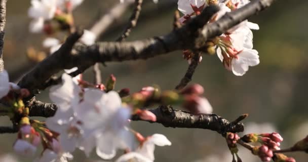 Kwiat wiśni w parku w Tokio koncentrując się — Wideo stockowe