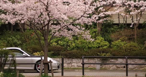 Flor de cerejeira no parque perto do rio longo tiro nublado diurno — Vídeo de Stock