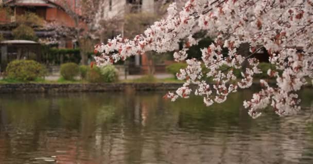 Flor de cerejeira no parque nublado durante o dia — Vídeo de Stock