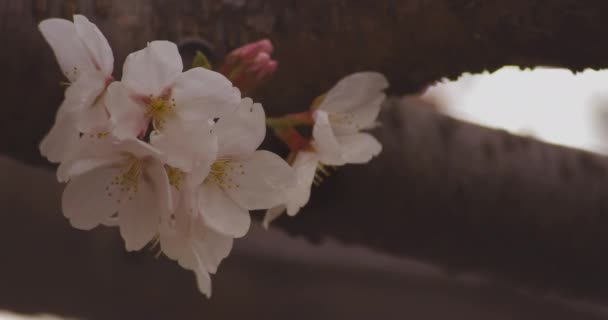 Flor de cerejeira no parque dia nublado copyspace — Vídeo de Stock