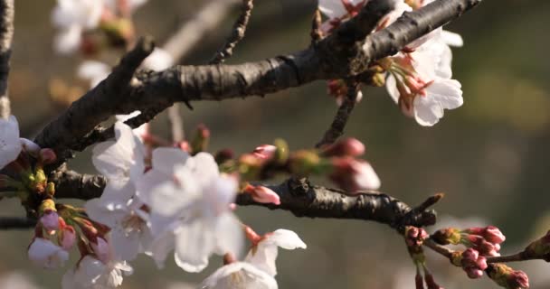 Cherry Blossom in het Park in Tokio close-up — Stockvideo
