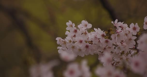 Kwiat wiśni w parku za dnia zachmurzone copyspace — Wideo stockowe