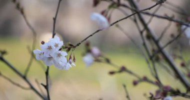Tokyo closeup parkta Kiraz çiçeği
