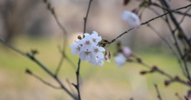 Tokyo closeup parkta Kiraz çiçeği