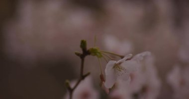 Parkta gündüz bulutlu closeup kiraz çiçeği