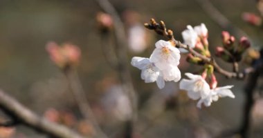 Tokyo copyspace parkta Kiraz çiçeği