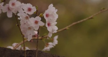 Parkta gündüz bulutlu closeup kiraz çiçeği