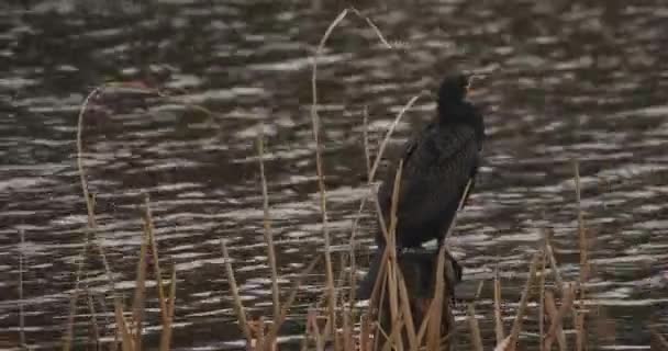 Kachna v parku u rybníku zamračená na den — Stock video