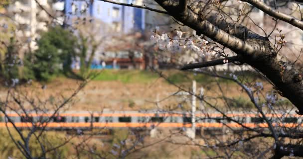 Cherry blossom behind the train at the park in Tokyo — Stock Video