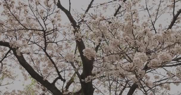 Вишневий цвіт у парку день хмарний широкий постріл — стокове відео