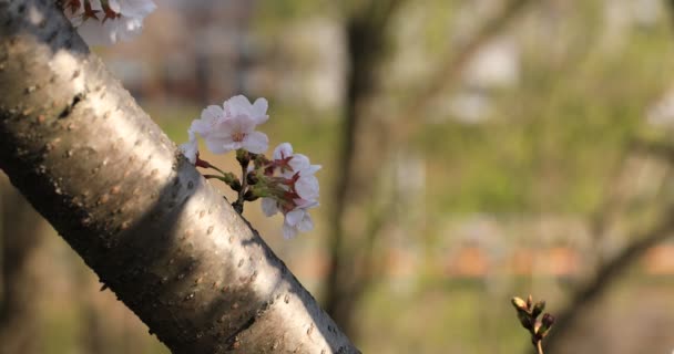 Цветение сакуры в парке в Токио крупным планом — стоковое видео
