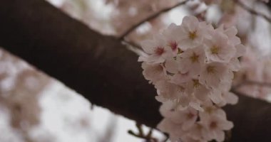 Parkta kiraz çiçeği, gündüz vakti bulutlu telif alanı