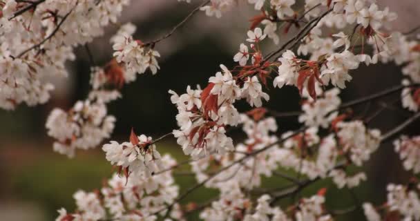 Flor de cerejeira no parque nublado durante o dia — Vídeo de Stock