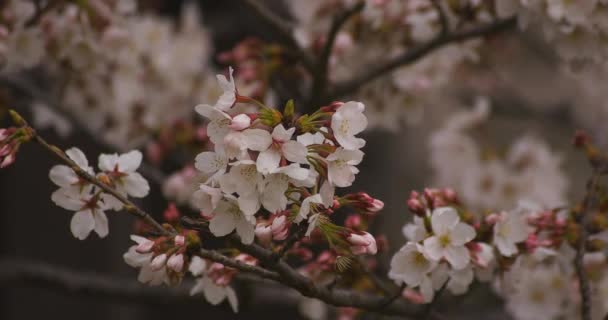 Flor de cerejeira no parque dia nublado closeup — Vídeo de Stock