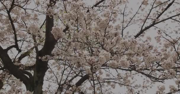 Parkta kiraz çiçeği, gündüz vakti bulutlu geniş açı. — Stok video