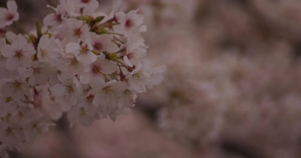 Flor de cerejeira no parque dia nublado copyspace — Vídeo de Stock