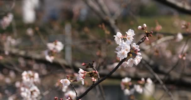 Cherry Blossom på parken i Tokyo copyspace — Stockvideo