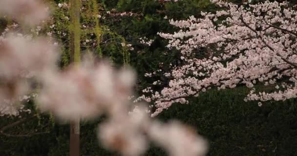 Flor de cerejeira no parque perto do rio longo tiro nublado diurno — Vídeo de Stock