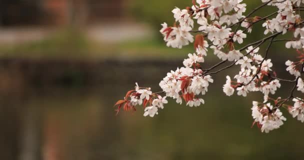 Flor de cerejeira no parque dia nublado copyspace — Vídeo de Stock