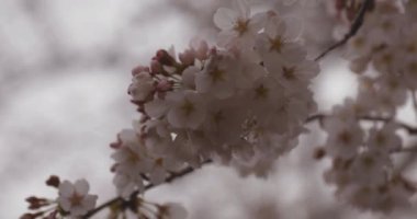 Parkta gündüz bulutlu closeup kiraz çiçeği