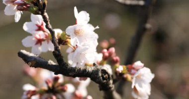 Tokyo closeup parkta Kiraz çiçeği