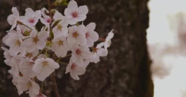 Parkta kiraz çiçeği, gündüz vakti bulutlu telif alanı