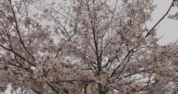 Flor de cerejeira no parque dia nublado tiro largo — Vídeo de Stock