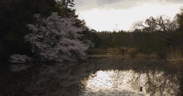 Cherry Blossom i parken nära dammen dagtid molnigt vid skott — Stockvideo