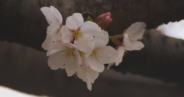 Kvetoucí třešeň v parku den po oblačné — Stock video