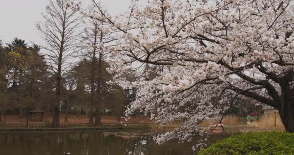 Flor de cerejeira no parque dia nublado tiro largo — Vídeo de Stock