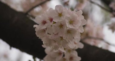 Parkta gündüz bulutlu closeup kiraz çiçeği
