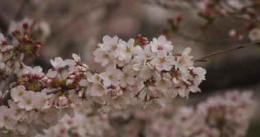 Parkta gündüz bulutlu closeup kiraz çiçeği