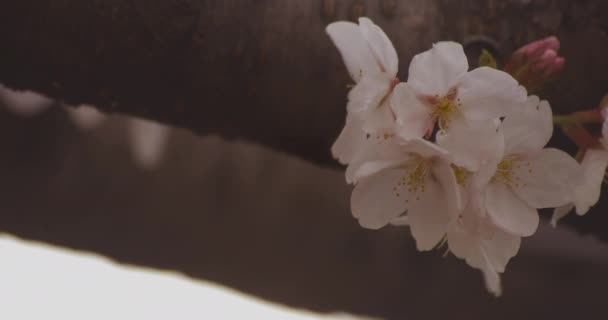 Třešňový květ v parku denní oblačný kopírovací prostor — Stock video