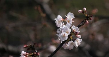 Tokyo copyspace parkta Kiraz çiçeği