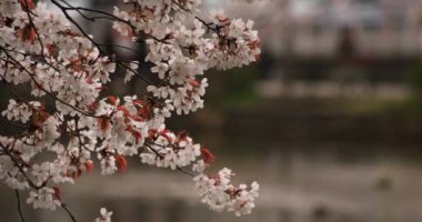 Parkta gündüz bulutlu kiraz çiçeği