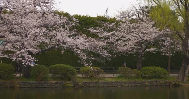 Flor de cerejeira no parque perto do rio longo tiro nublado diurno — Vídeo de Stock