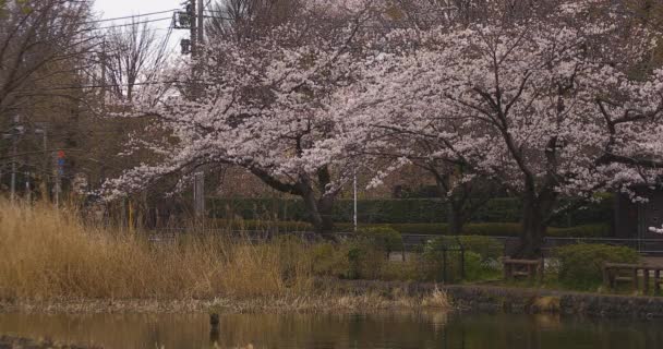 Třešňový květ v parku v blízkosti řeky denní oblačnost — Stock video