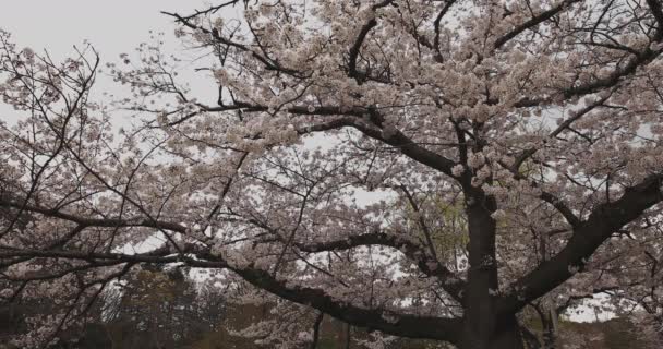 Körsbärsblomma vid parken dagtid molnigt vidskott — Stockvideo