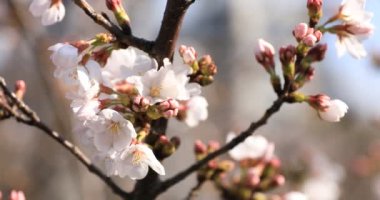 Tokyo closeup parkta Kiraz çiçeği