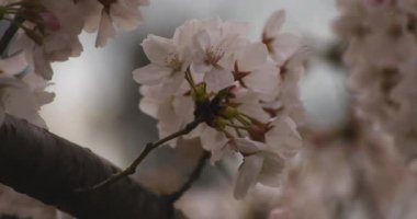 Parkta gündüz bulutlu closeup kiraz çiçeği