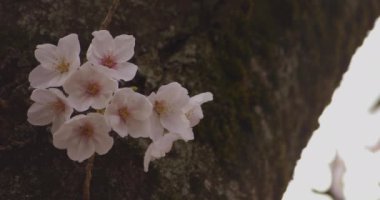 Parkta kiraz çiçeği, gündüz vakti bulutlu telif alanı