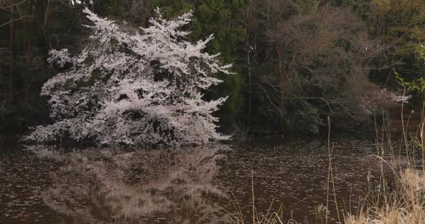 Körsbärsblomma i parken nära floden dagtid molnigt långskott — Stockvideo