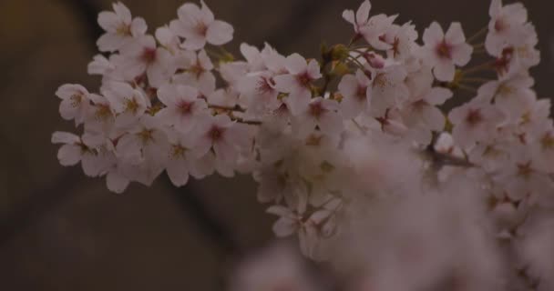Kirschblüte im Park tagsüber bewölkt Nahaufnahme — Stockvideo