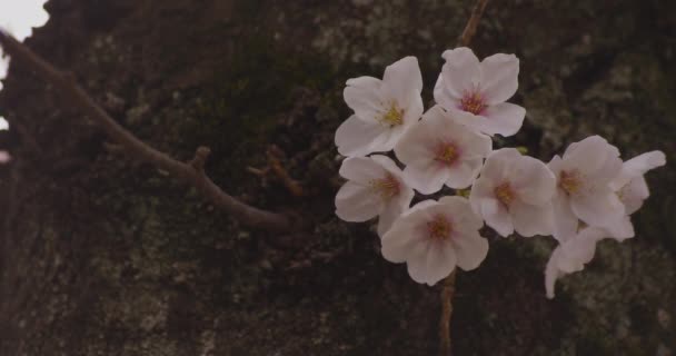 Fiori di ciliegio al parco di giorno copyspace nuvoloso — Video Stock