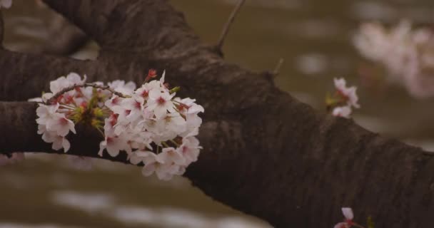 Flor de cerezo en el parque durante el día copyspace nublado — Vídeo de stock