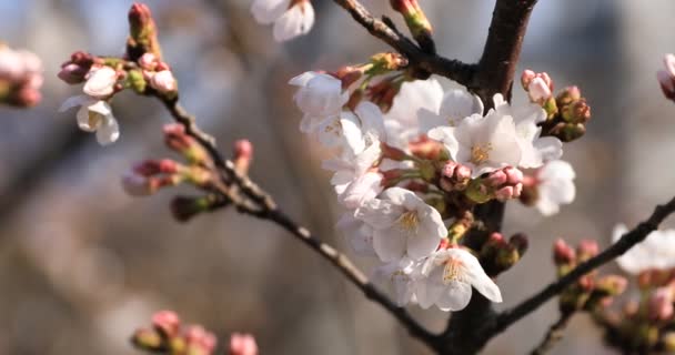 Kwiat wiśni w parku w Tokio zbliżenie — Wideo stockowe