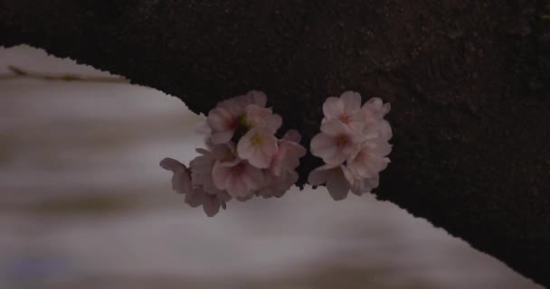 Flor de cerezo en el parque primer plano nublado diurno — Vídeo de stock